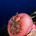 anemonefish_pink_mid_v_0705_png1253.jpg